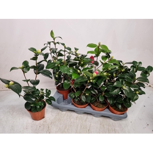 CAMELLIA JAPONICA