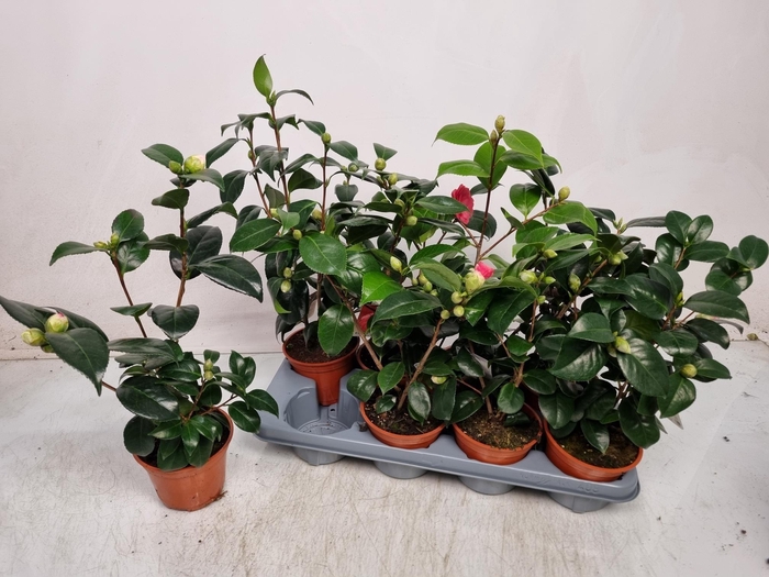 <h4>CAMELLIA JAPONICA</h4>