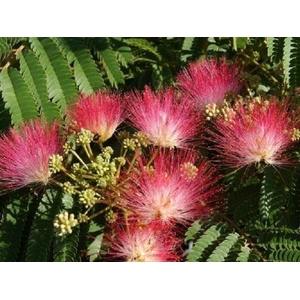 Albizia julibrissin