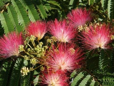 <h4>Albizia julibrissin</h4>