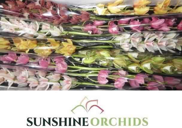 <h4>CYMB MI GEM</h4>