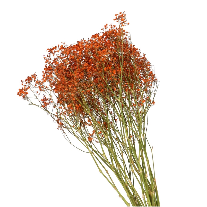 Dried flowers Gyps 70cm