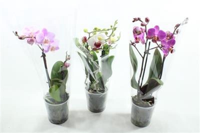 <h4>O.k.gemengd Mini Phal 2/3 Tak</h4>