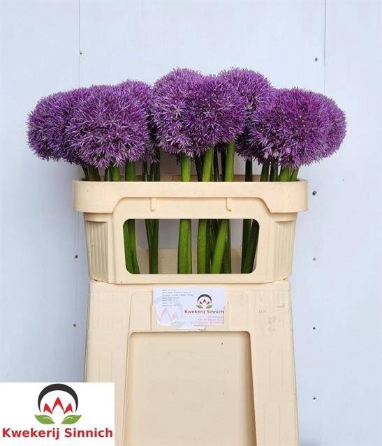 <h4>ALLIUM PINBALL WIZAR</h4>