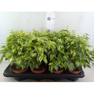 Ficus benja. 'Kinky'