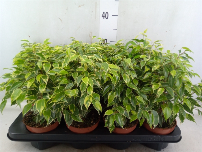 <h4>Ficus benja. 'Kinky'</h4>