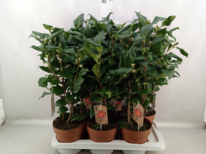 <h4>Camellia japonica 'Dr King'</h4>