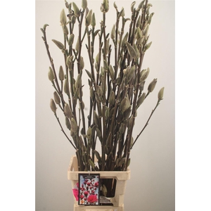 MAGNOLIA WATERMELON*