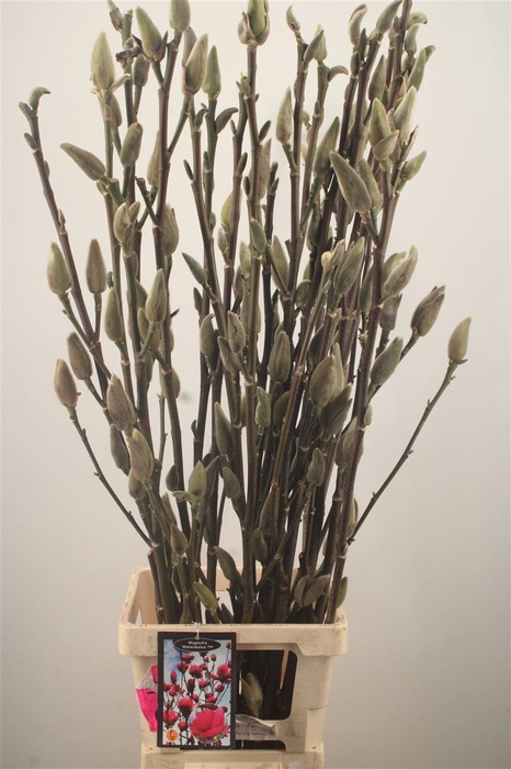 <h4>MAGNOLIA WATERMELON*</h4>