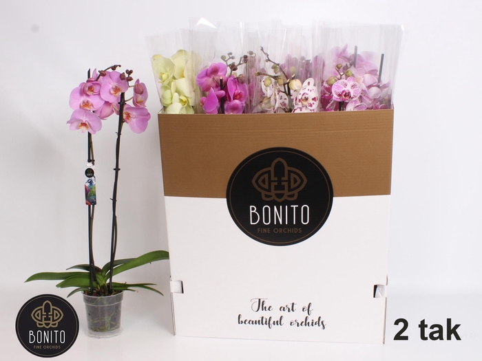 <h4>PHAL GEM 7 KL</h4>