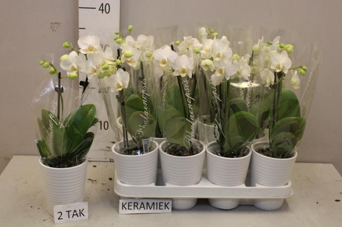 <h4>ARR PHAL MT</h4>