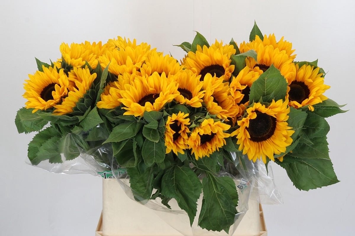 <h4>Helianthus Orange Fire</h4>