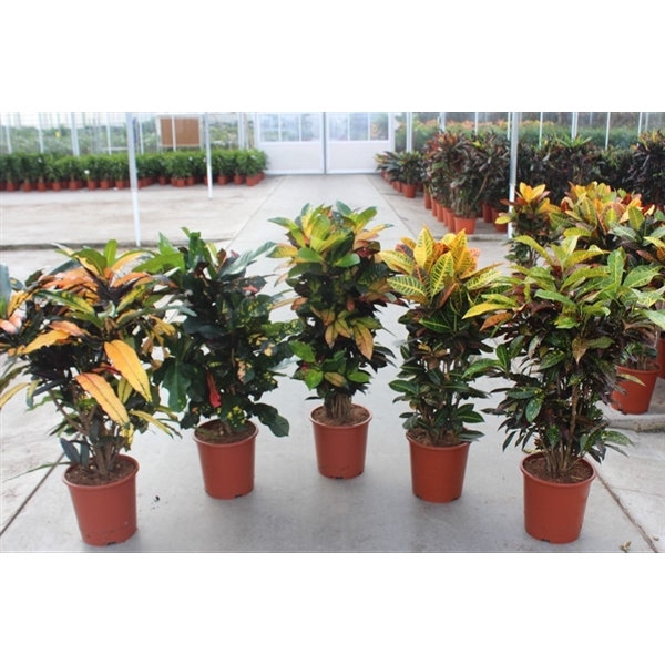 <h4>Codiaeum mix (Croton mix)</h4>
