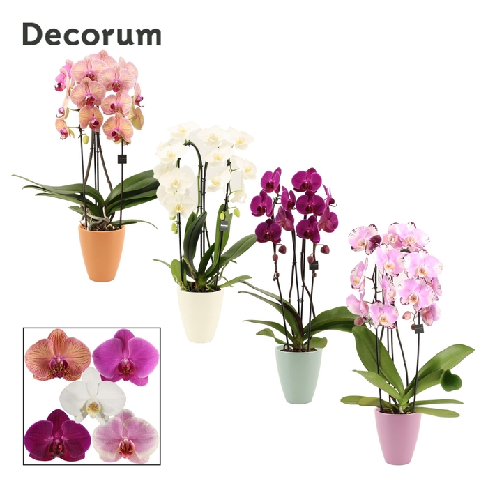 <h4>Phalaenopsis cascade 2 tak mix in Carly (Craft world-collection)</h4>