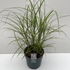 Miscanthus 'Ferner Osten' (10ltr)