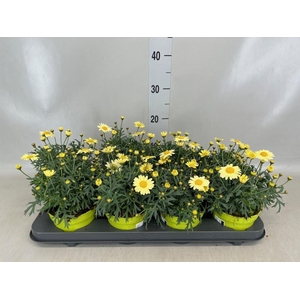 Argyranthemum  'La Rita Yellow'