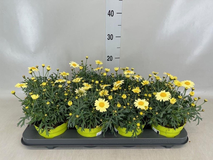 <h4>Argyranthemum  'La Rita Yellow'</h4>