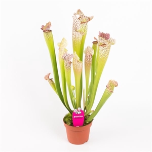 Sarracenia leucophylla