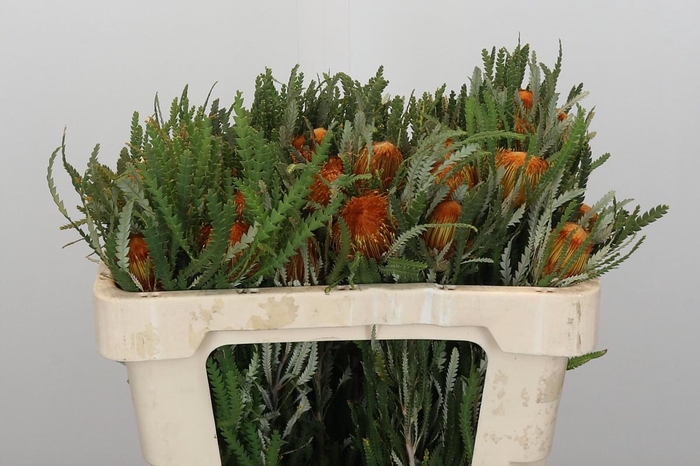 <h4>Banksia Dryandra</h4>