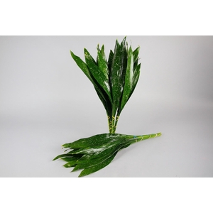 Aspidistra Milky way (air)