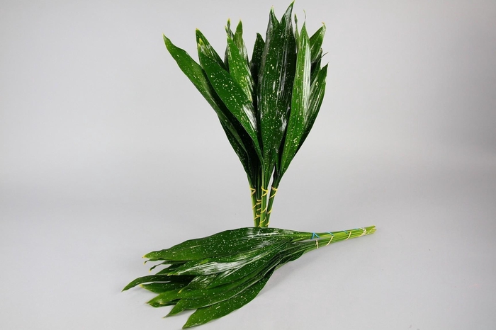 <h4>Aspidistra Milky way (air)</h4>