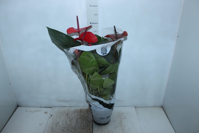<h4>ANTHURIUM VARIADO P17</h4>