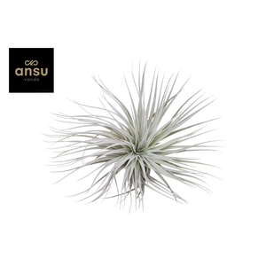 Tillandsia Silver Kop (enkel)