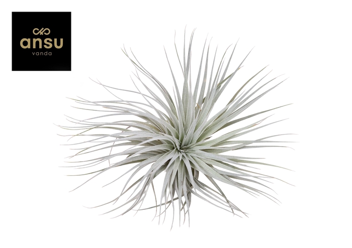 <h4>Tillandsia Silver Kop (enkel)</h4>