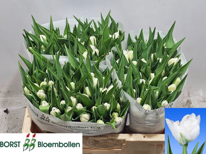 <h4>TU DU NORTHCAP</h4>