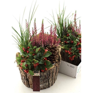 ARR TUINPLANTEN