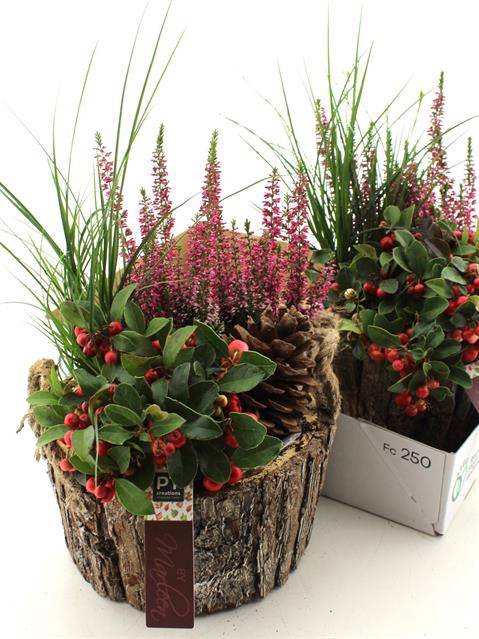 <h4>ARR TUINPLANTEN</h4>