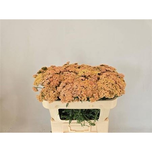 Achillea M Molly