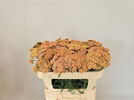 <h4>Achillea M Molly</h4>