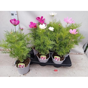 COSM BIP CASA PINK