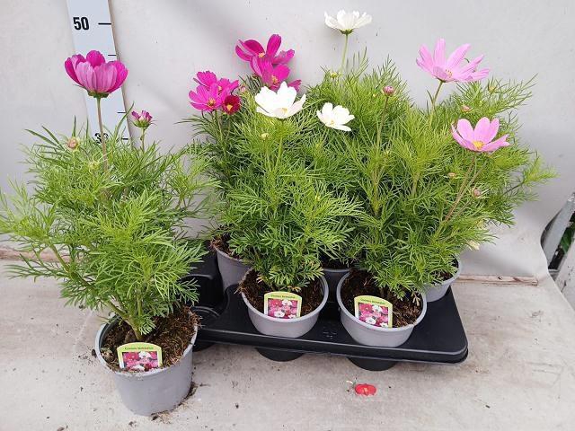 <h4>COSM BIP CASA PINK</h4>