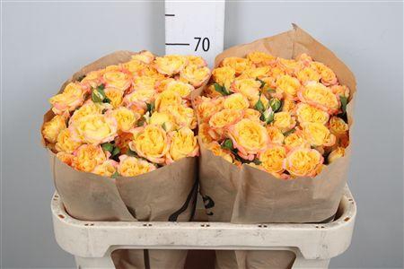 <h4>R Tr Eternal Flame</h4>