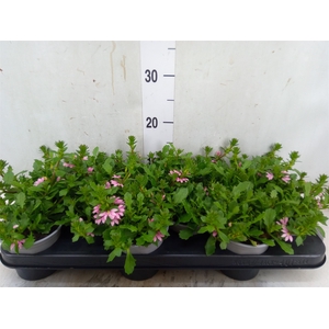 Scaevola  'Surdiva Pink Blue'