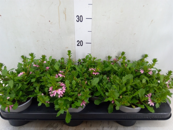 <h4>Scaevola  'Surdiva Pink Blue'</h4>
