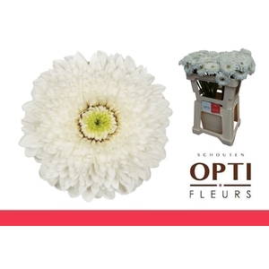 Germini Pomponi Amando Water x60