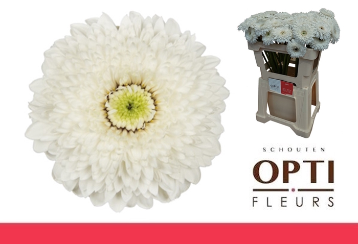 <h4>Germini Pomponi Amando Water x60</h4>