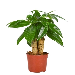 Pachira Aquatica 9 cm Triple stam