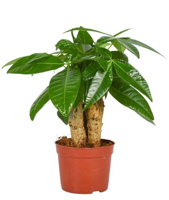 <h4>Pachira Aquatica</h4>