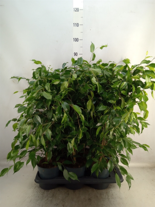 <h4>Ficus benja. 'Danita'</h4>