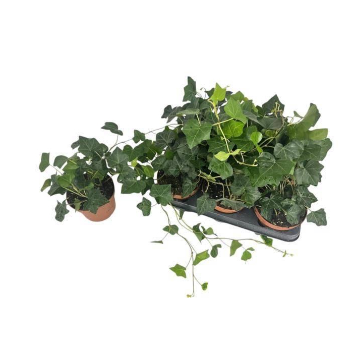 <h4>HEDE HIBERNICA</h4>