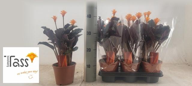 <h4>CALAT CROCATA</h4>
