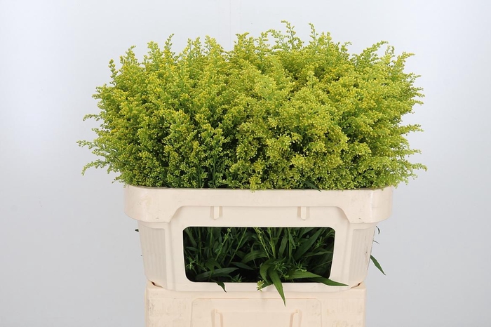 <h4>Soli Tara Gold</h4>