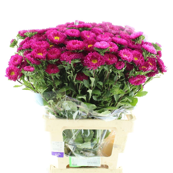 <h4>Callis Bonita Cerise Super</h4>