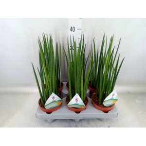 Sansevieria bacularis