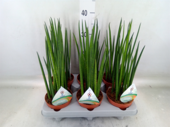 <h4>Sansevieria bacularis</h4>