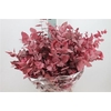Euca Stuartiana Stabilizatta Cerise